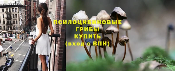 стаф Корсаков